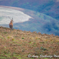 Red Deer Stag on Exmoor