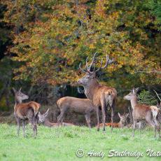 Red Deer in Woodland
