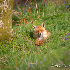 RedFox Lying Down