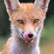 Red Fox Portrait
