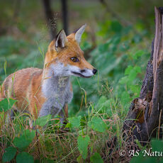 Red Fox in Woodland