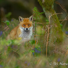 RedFox