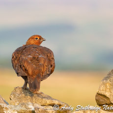Cock Red Grouse on Dry-Stone Wall