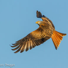 Red Kite 1