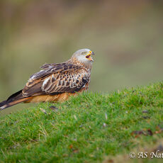 Red Kite Calling