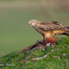 Red Kite Plucking a Dead Pheasant