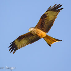 Red Kite 2