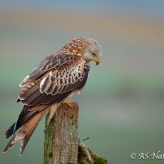 Red Kite on Fence Post