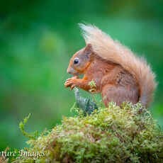 Red Squirrel Feeding 1