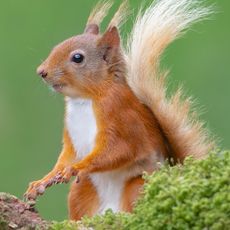 Red Squirrel Portrait