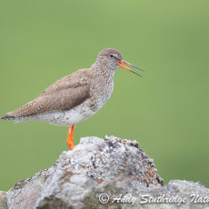 Redshank Calling on Drystone Wall