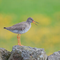 Redshank Calling