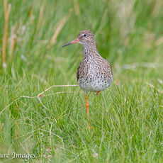 Redshank in a Wetland Meadow