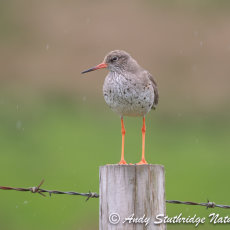 Redshank in the Rain