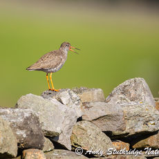 Redshank on Drystone Wall
