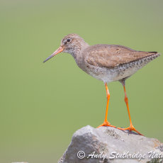 Redshank on Drystone Wall
