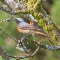 Redstart Fledgeling Begging for Food from Male