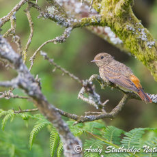 Redstart Fledgeling