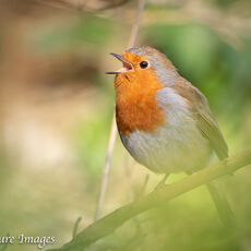 Robin Singing - 2