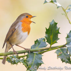 Robin Singing in Holly Tree