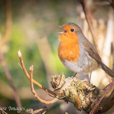 Robin Singing