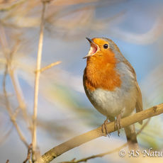 Robin Song