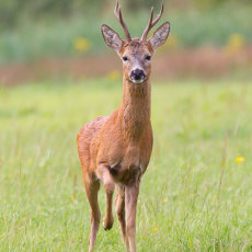 Roe Deer Buck on Alert
