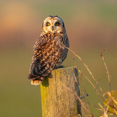 Short Earred owl on Fence Post