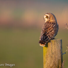 Short Earred Owl in Evening Light