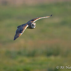 Short Eared Owl in Flight