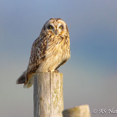Short-Eared Owl on Post