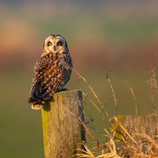 Short Eared Owl on Gatepost