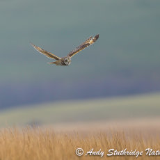 Short Earred Owl in Flight