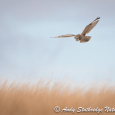 Short Earred Owl Hunting