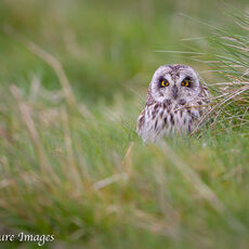 Sort Eared Owl Roosting on the Ground 2