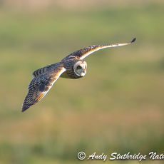 Short Eared owl in Flight