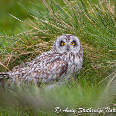 Short Earred Owl on Moorland