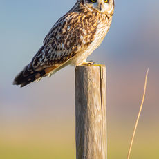Short Eared Owl on Moorland Fence 2