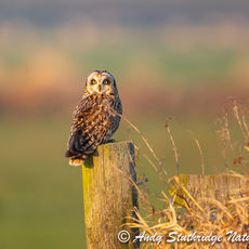 Short Eared Owl on Moorland Fence