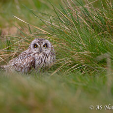 Short eared owl Roosting on the Ground