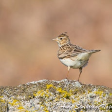 Skylark on Rock