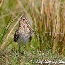 Snipe in Moorland Marsh