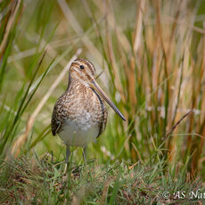 Snipe in Marsh