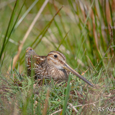 Snipe Lying in a Marsh
