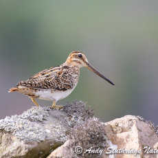 Snipe on Drystone Wall