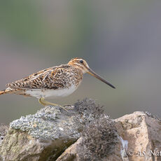 Snipe on Drystone Wall
