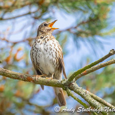 Song Thrush Singing