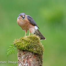 Sparrowhawk Call