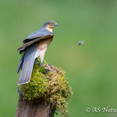 Sparrowhawk at Plucking Post 2