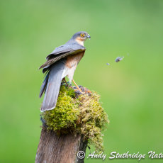 Male Sarrowhawk at Plucking Post 2